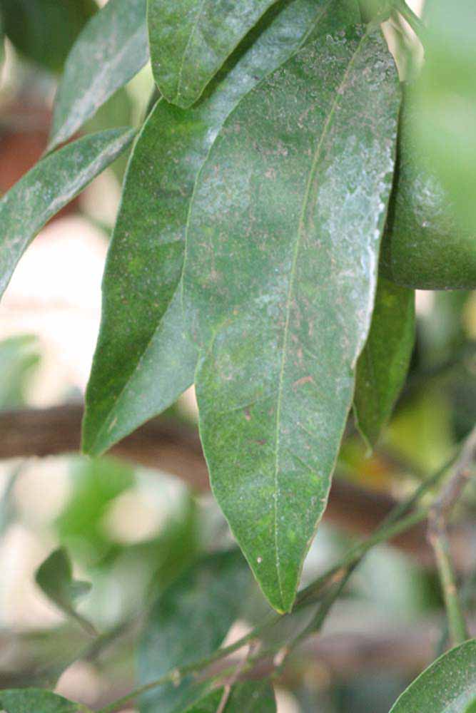              Unifoliolate leaf (Riverside, CA)       
